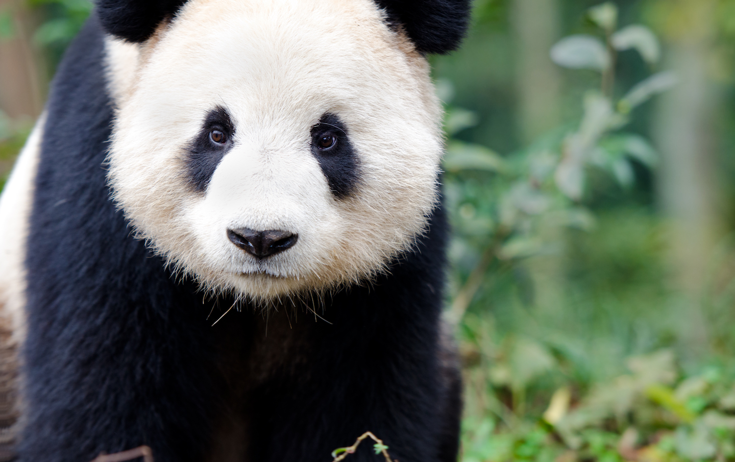Are Giant Pandas only found in China?