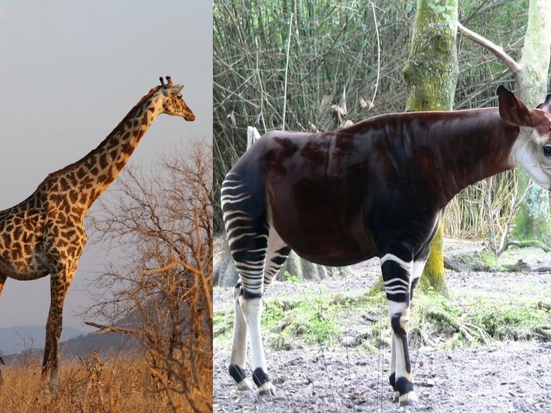Are giraffes Bovids?