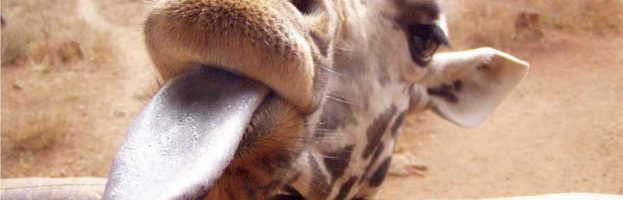 Are giraffes safe in captivity?