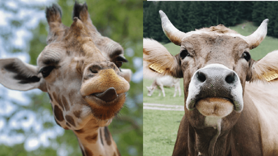 Are giraffes similar to cows?