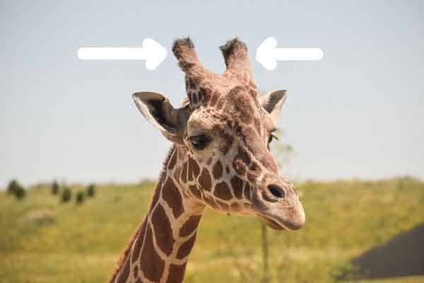 Are giraffes the only animals with ossicones?