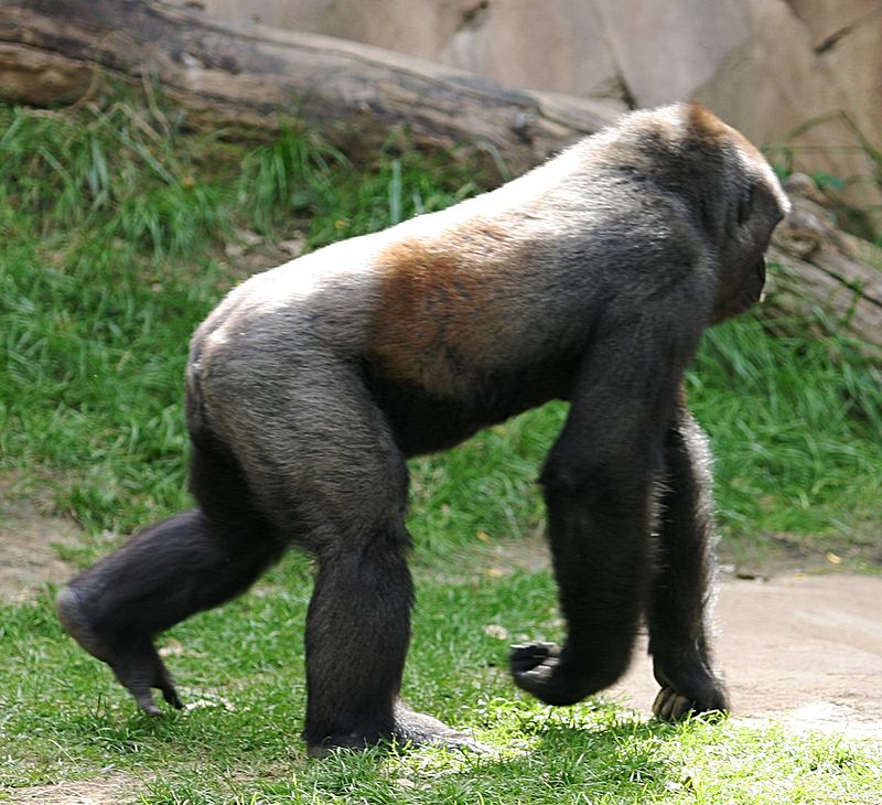 Are gorillas bipedal or quadrupedal?