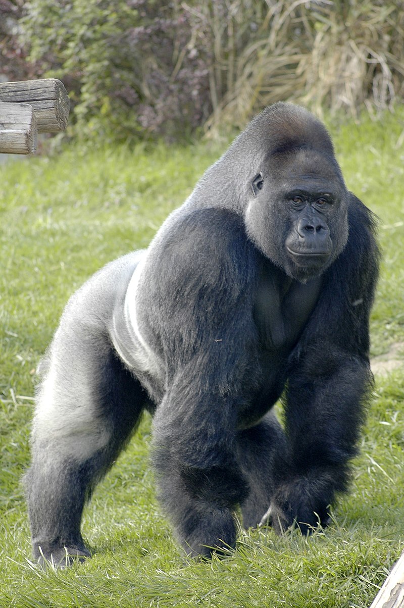 Are gorillas the largest primate?