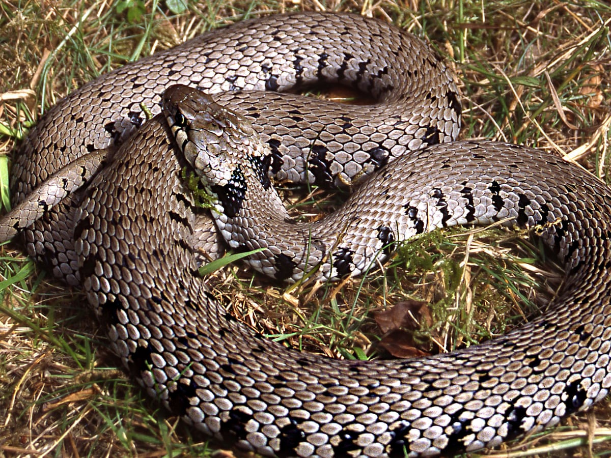 Are grass snakes rare in UK?