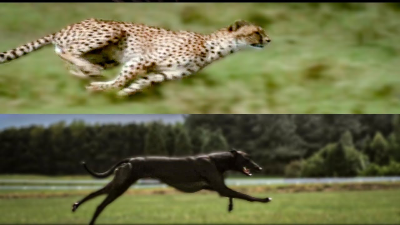 Are greyhounds faster than cheetahs?