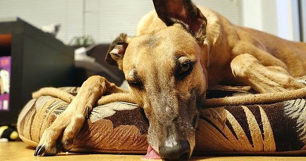 Are greyhounds the second fastest land animal?