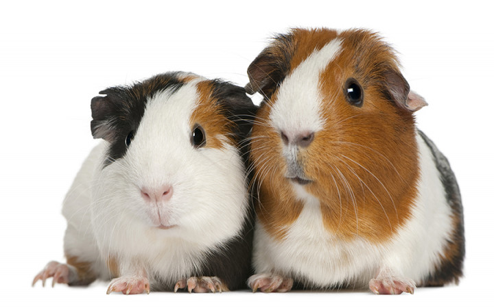 Are guinea pigs in the same family as pigs?
