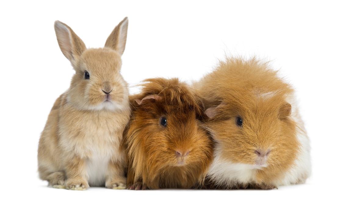 Are guinea pigs related to rabbits?