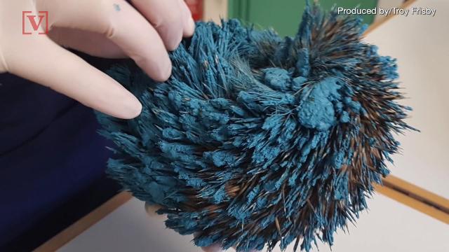 Are hedgehogs actually blue?