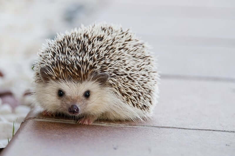 Are hedgehogs Brown or GREY?