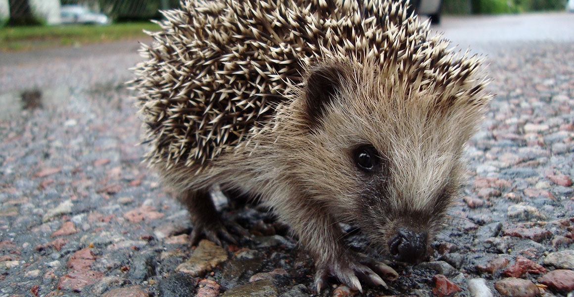 Are hedgehogs herbivores or omnivores?