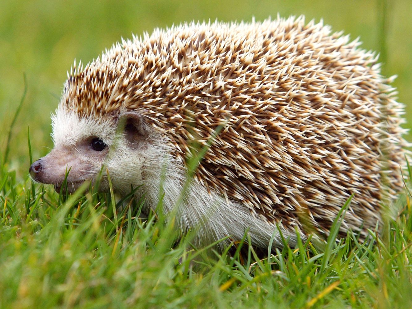Are hedgehogs insectivores?