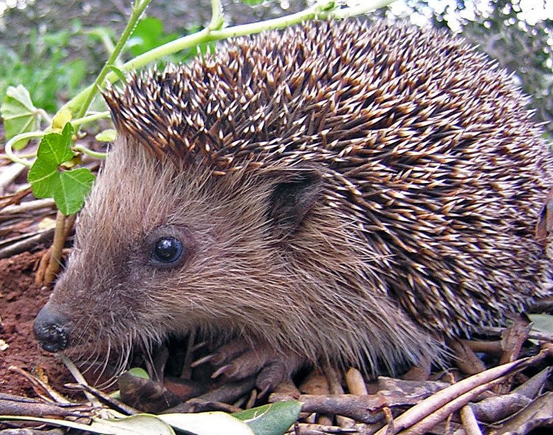 Are hedgehogs part of the pig family?