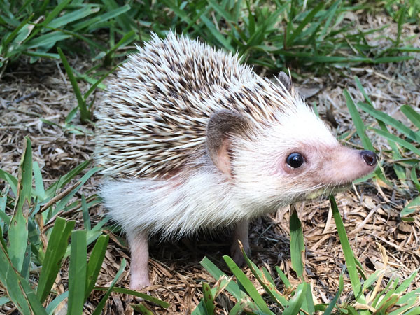 Are hedgehogs rodents or marsupials?