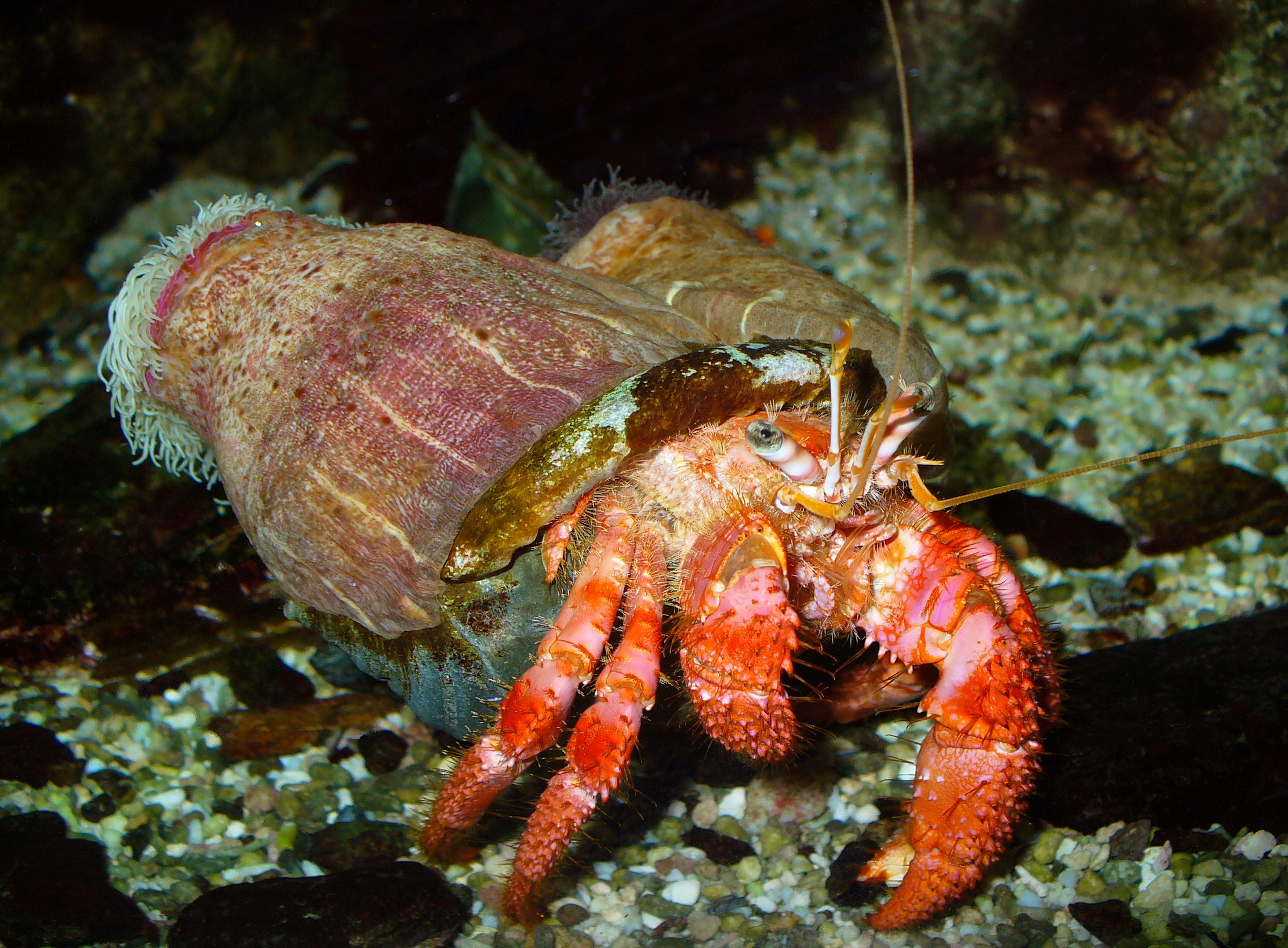 Are hermit crabs one or two claws?