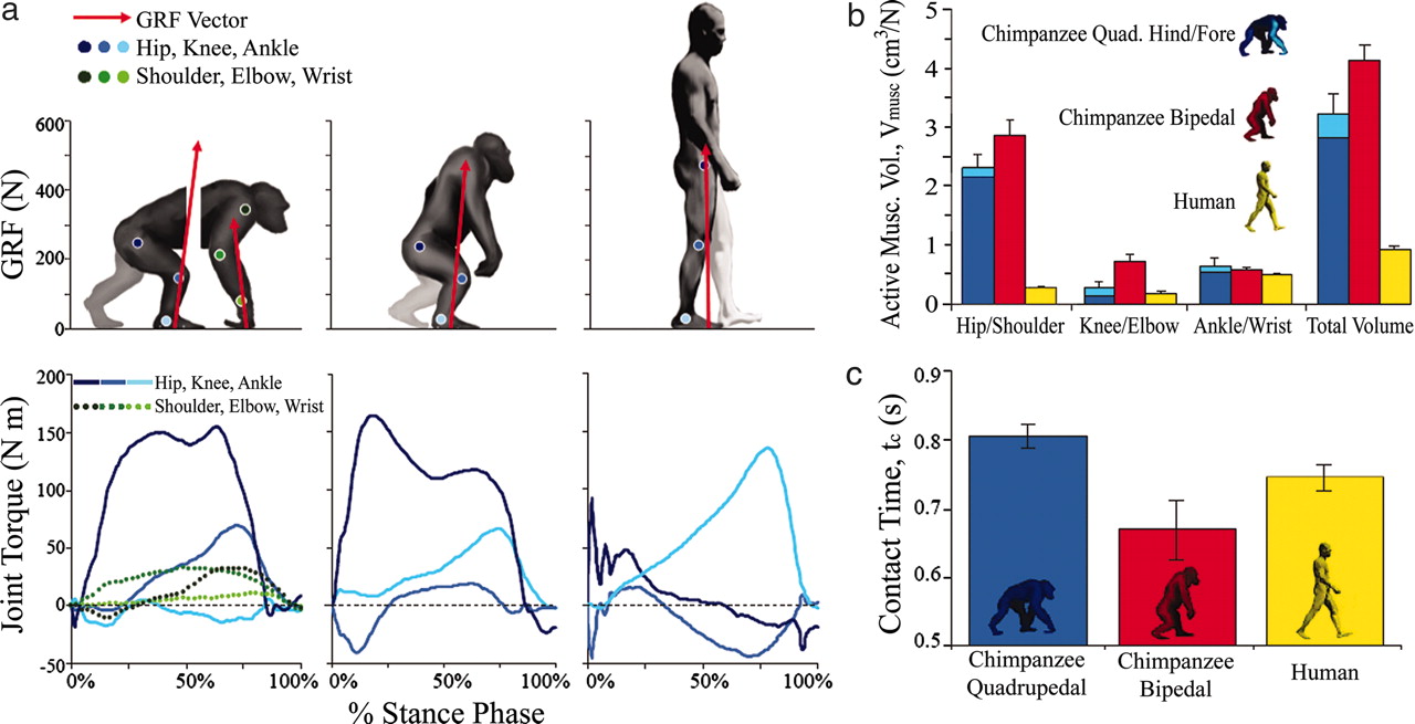 Are Hominids as efficient at bipedal locomotion as humans?