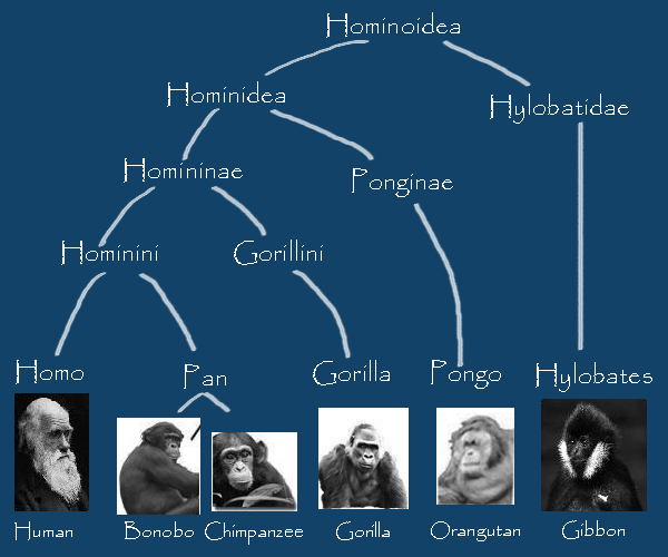 Are humans in the same genus as apes?