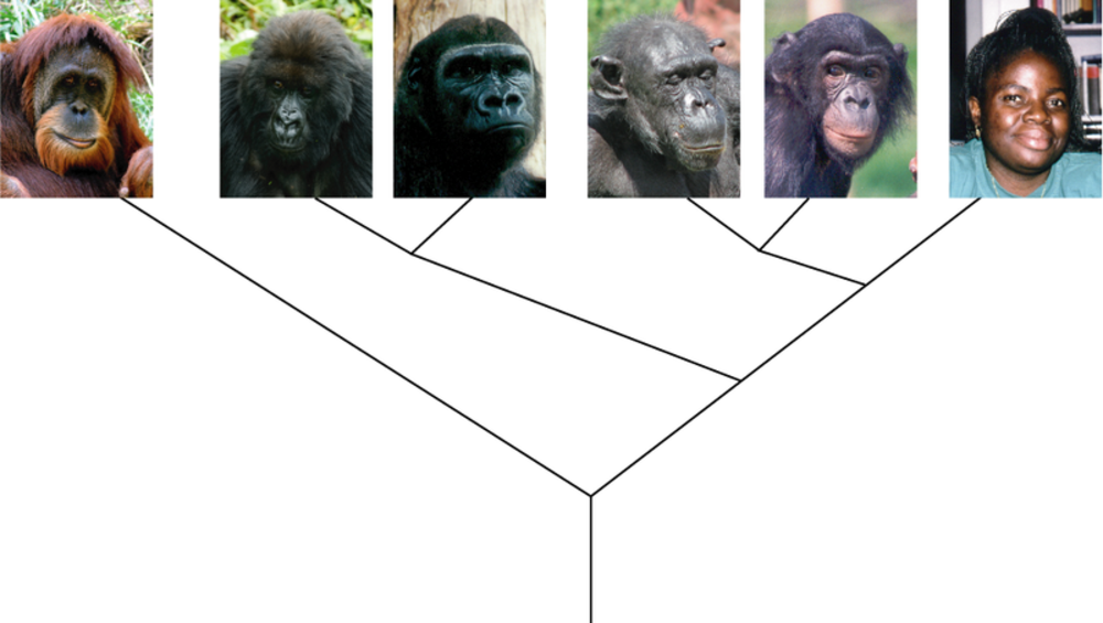 Are humans related to apes?