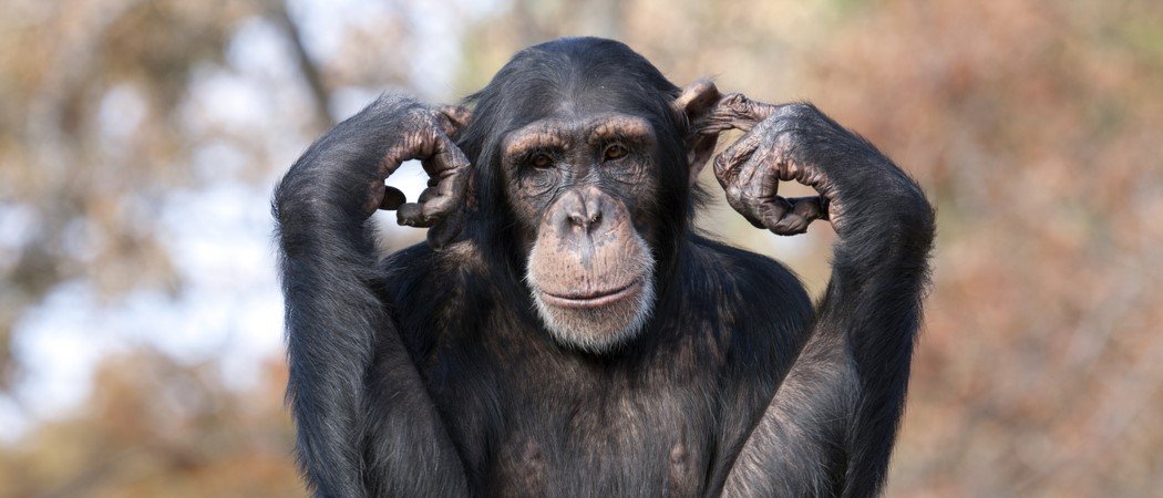 Are humans the only animals with thumbs?
