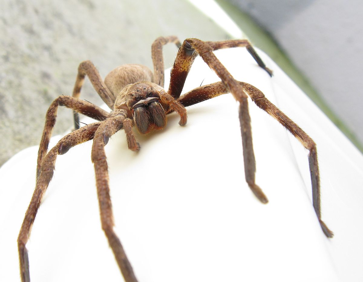 Are huntsman spiders in Australia dangerous?