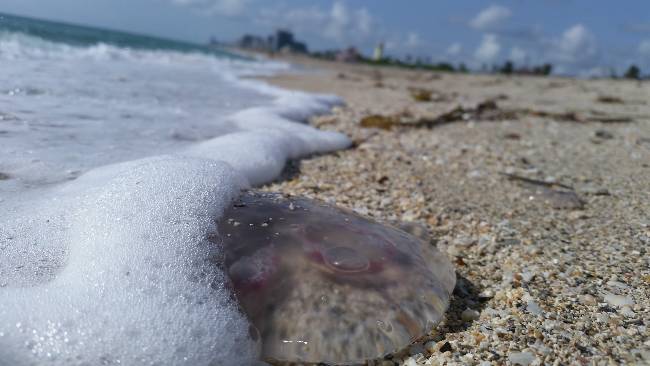 Are jellyfish dead when washed up?