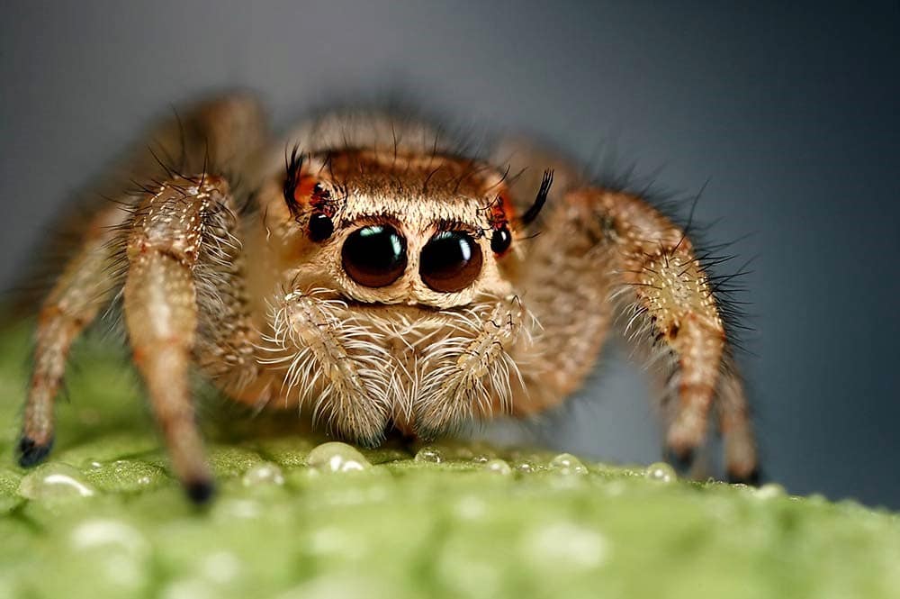 Are Jumping spiders harmful?