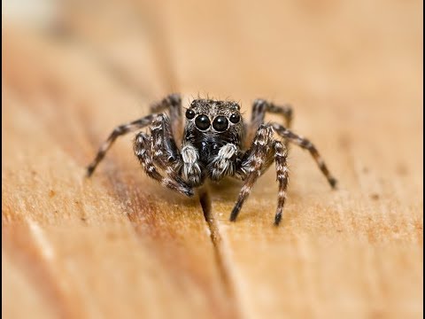 Are Jumping spiders rare UK?