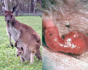 Are Kangaroos born in the pouch?