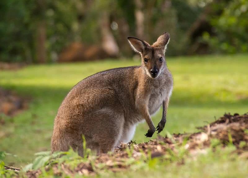 Are Kangaroos the fastest animals on Earth?