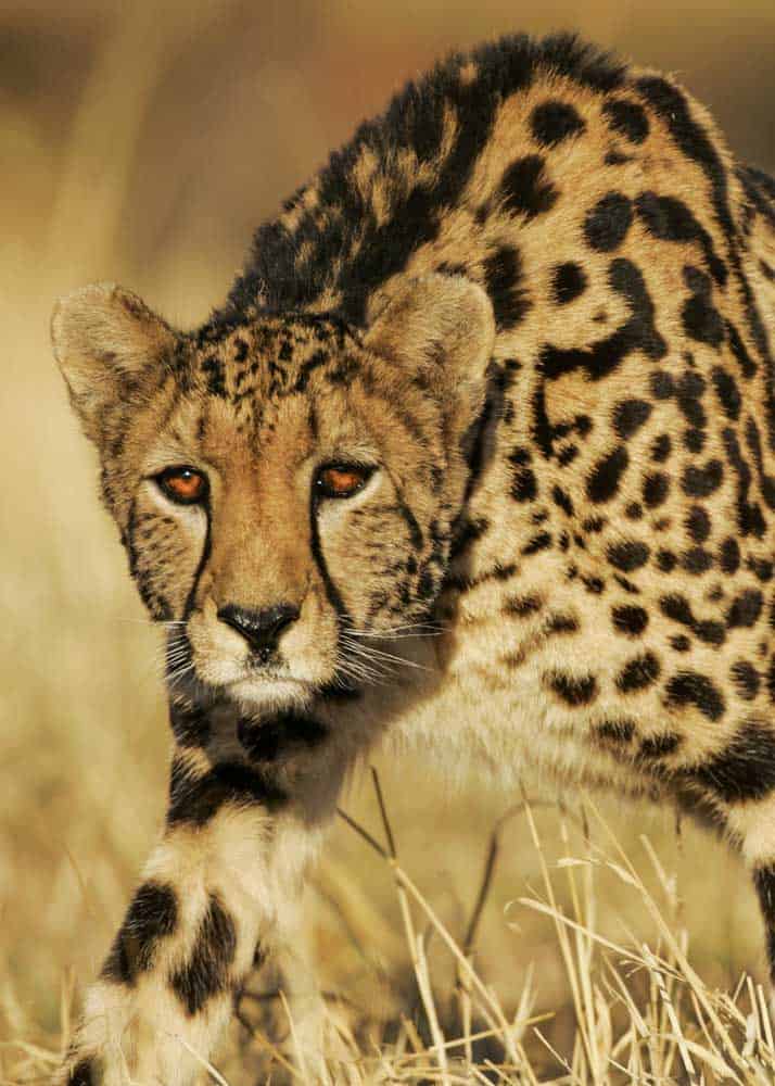 Are king cheetahs a subspecies? Are king cheetahs a subspecies?