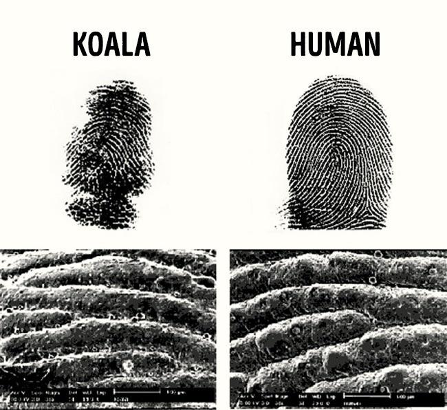 Are koalas fingerprints like humans?
