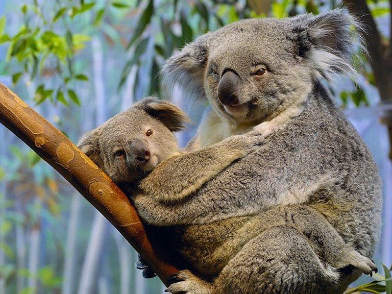 Are koalas related to bears?