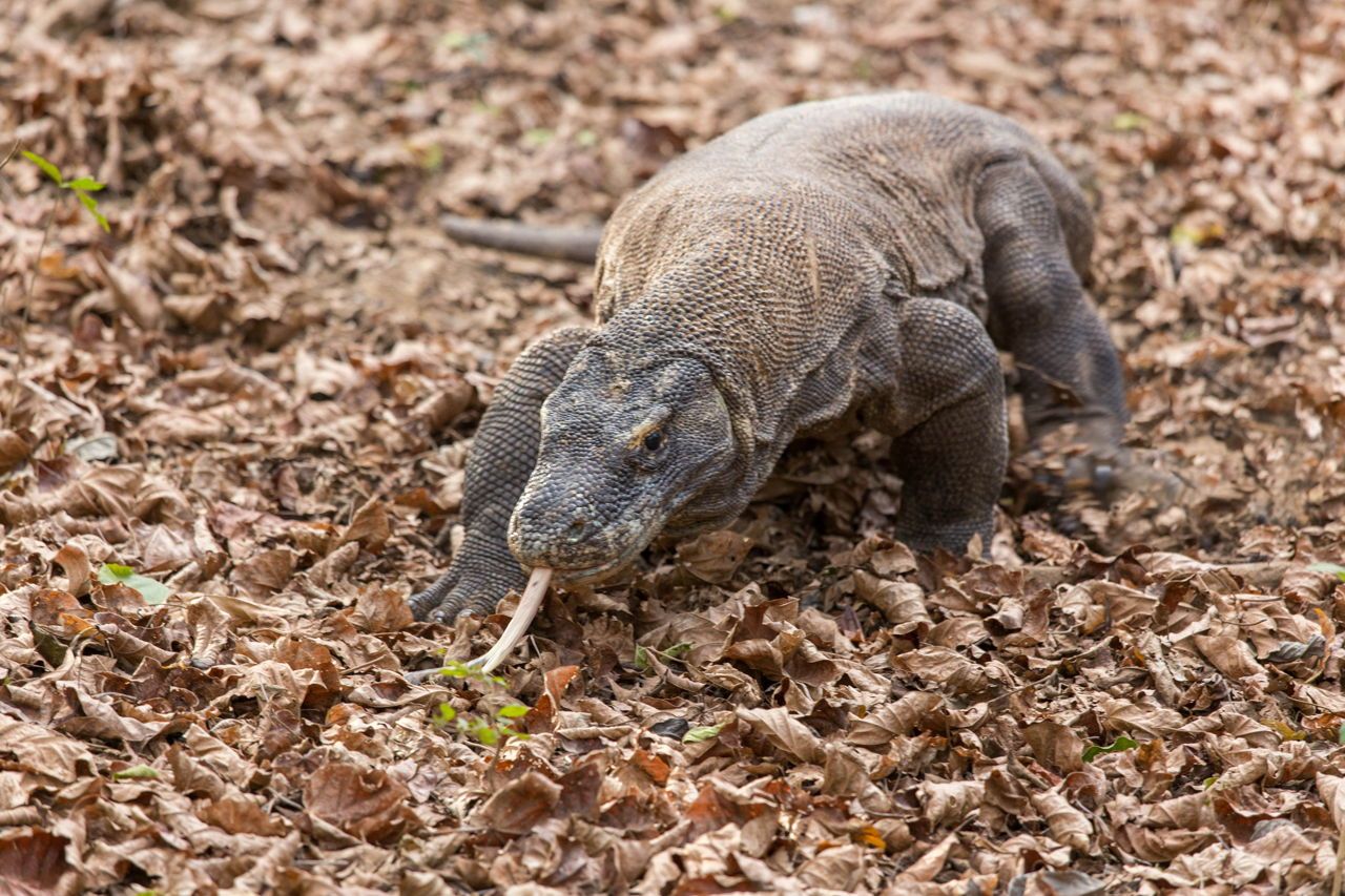 Are Komodo dragons desert animals?