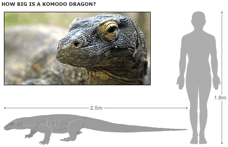 Are Komodo dragons friendly to humans?