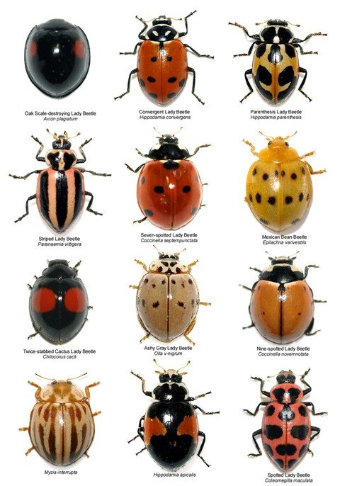 Are ladybugs black with red spots?