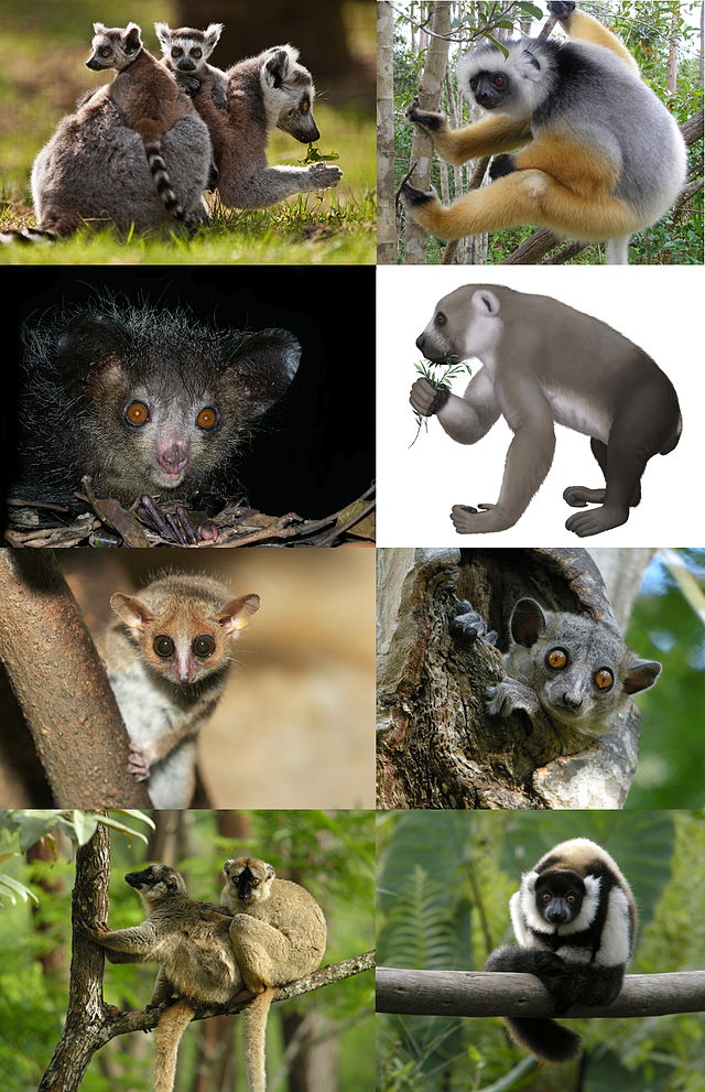 Are lemurs primates or marsupials?