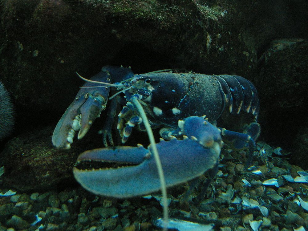 Are lobsters immortal?