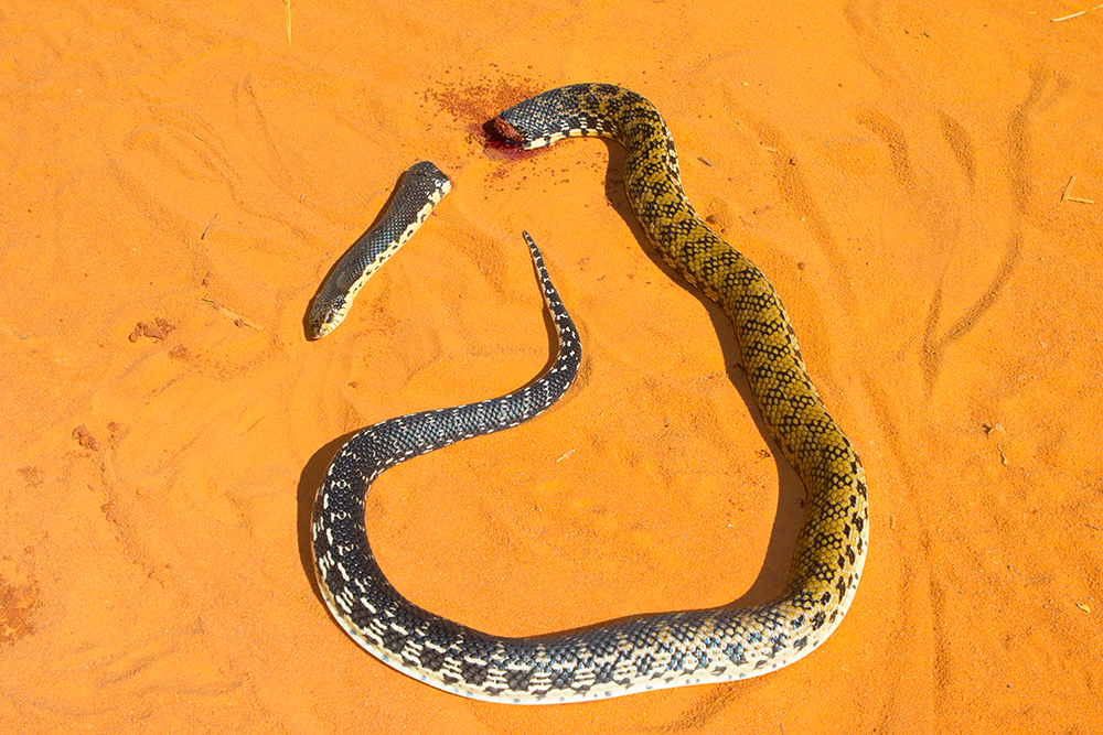 Are Madagascar giant hognose snakes venomous?