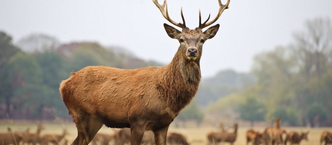 Are male deer called bulls?
