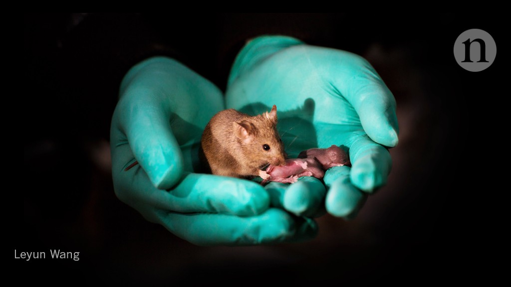Are male mice natural-born fathers?