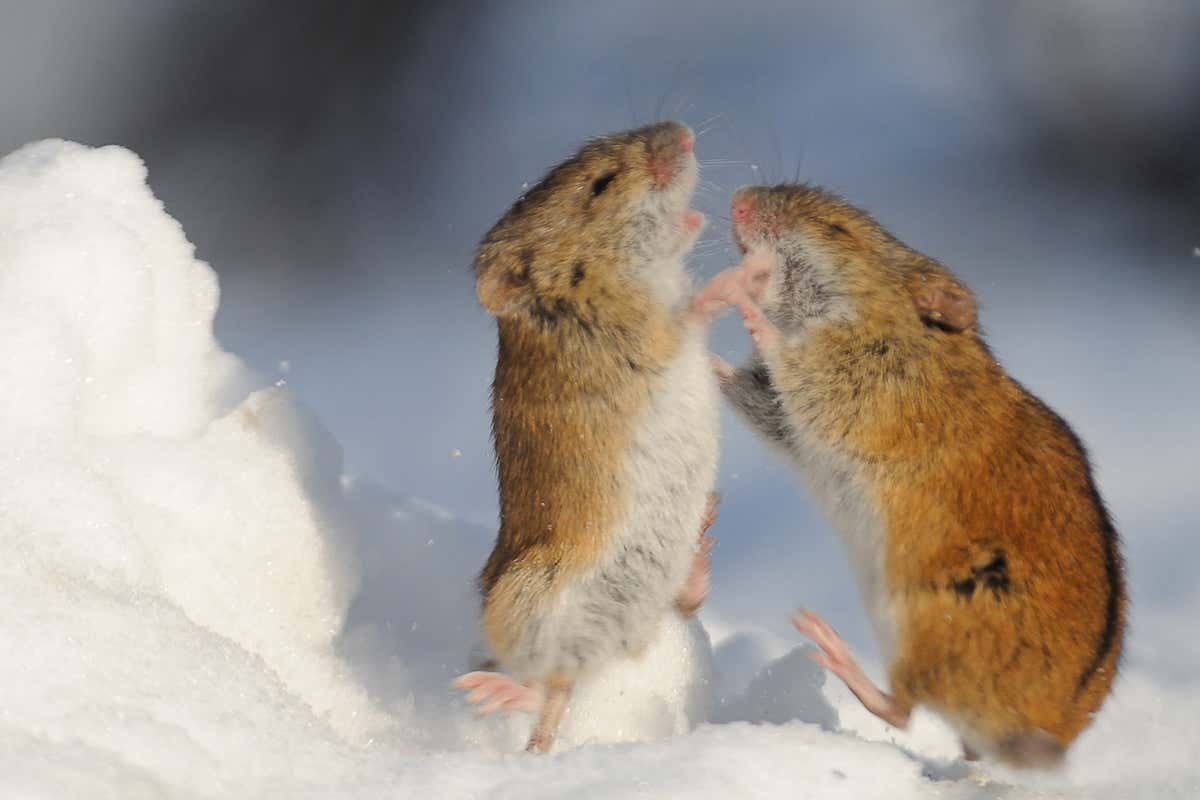 Are male or female mice more aggressive?