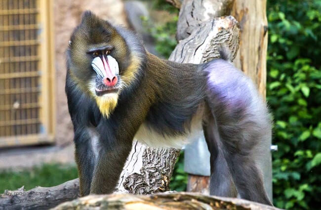 Are mandrills good pets?