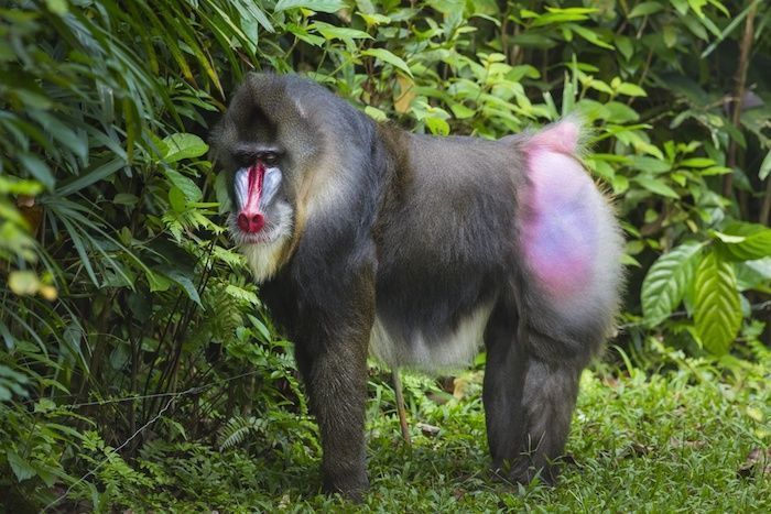 Are mandrills smart?