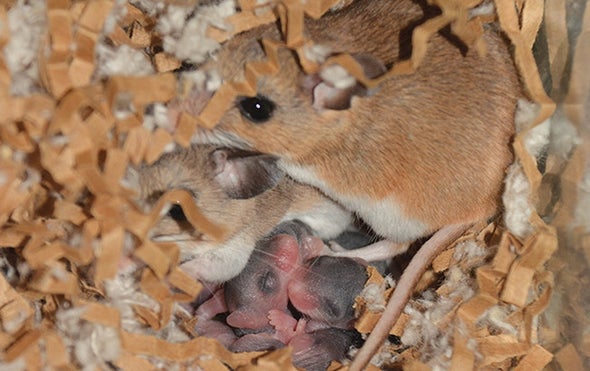 Are mice good parents?