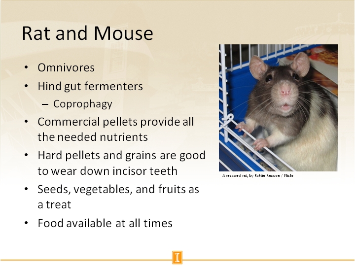 Are mice herbivores or omnivores?