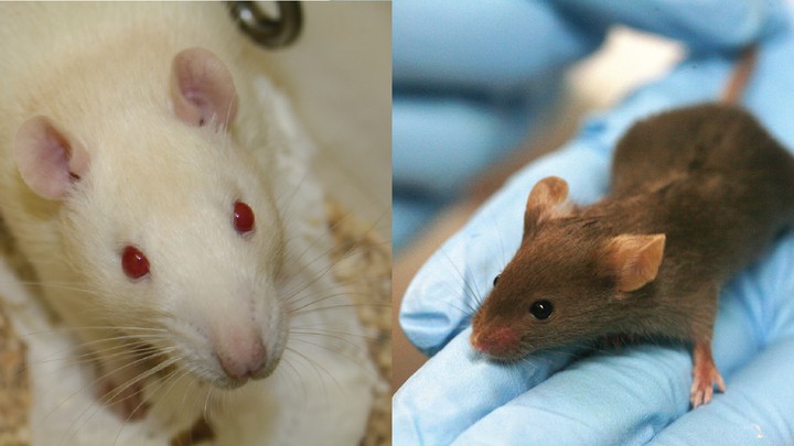 Are mice smarter than you think?