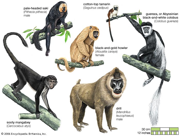 Are monkeys primates or mammals?