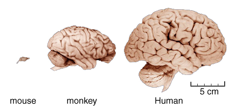 Are mouse brains like humans?