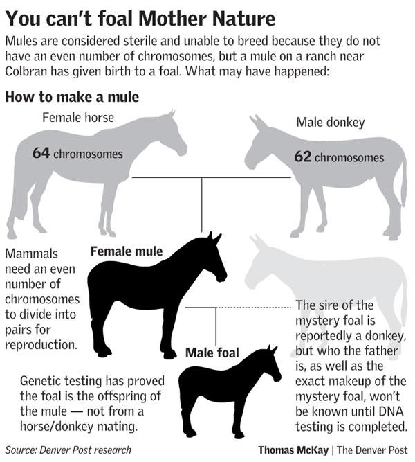 Are mules living if they can't reproduce?