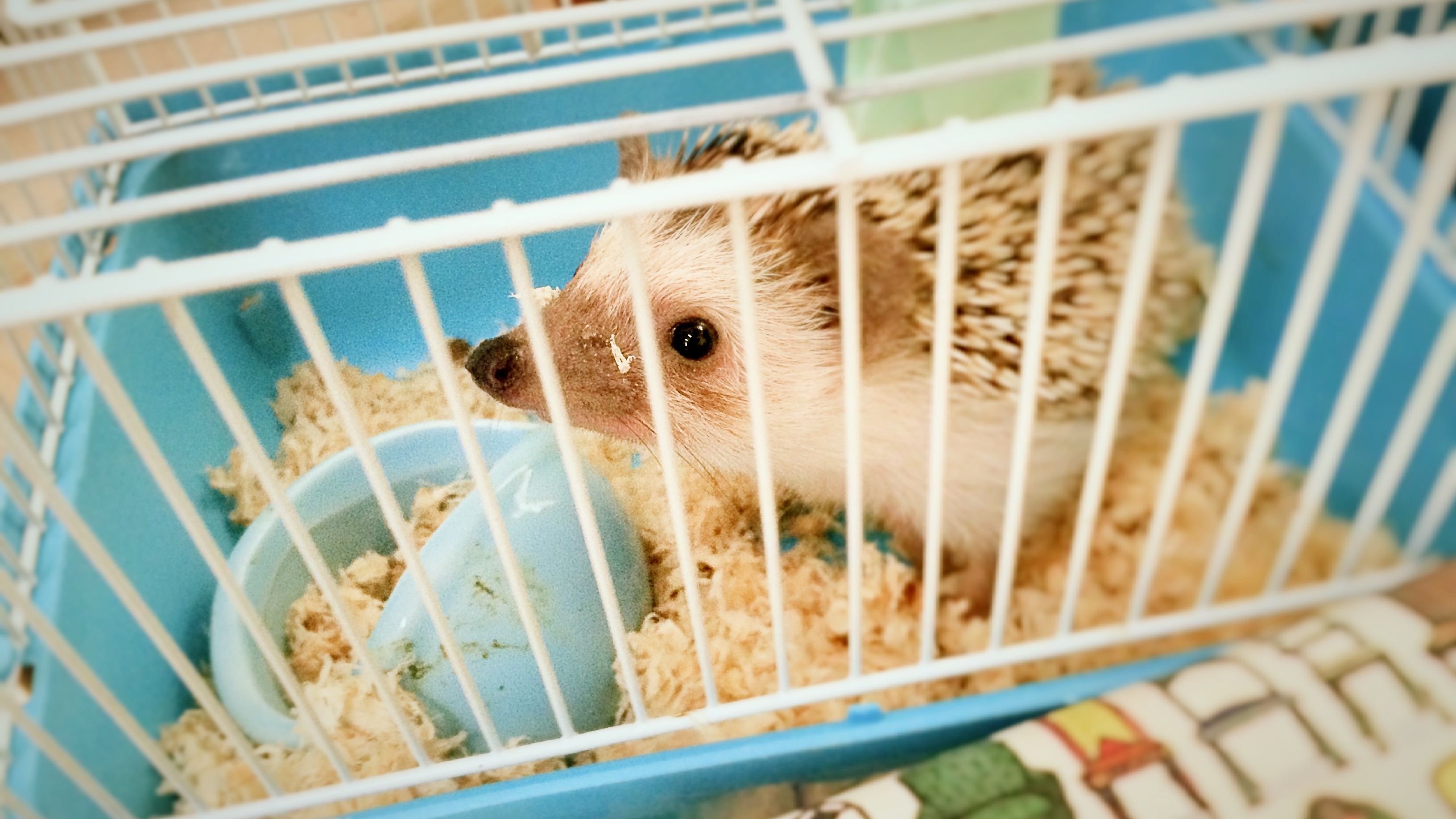 Are multi level cages good for hedgehogs?